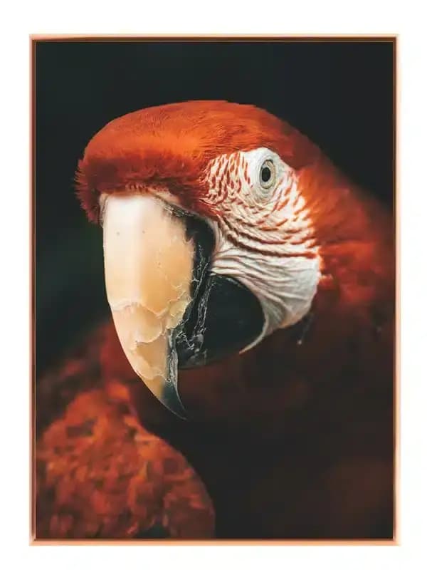 A37